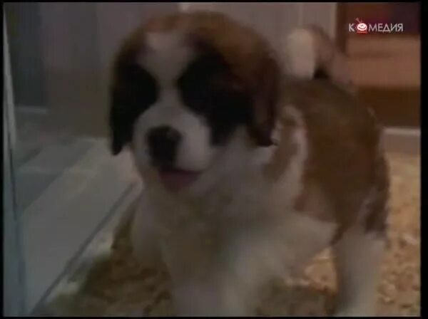 бетховен 1992 спасение бетховена. бетховен документальный фильм. сенбернар бетховен фильм 1. бетховен 4 часть 567-89-10. включи бетховен 1.