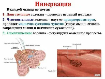 Мышечные волокна скелетных мышц иннервируются