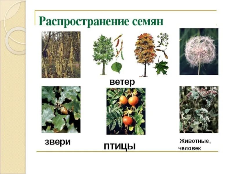 Распространение семян ветром и животными. Распространение плодов и семян. Способы распространения семян. Способы распространения растений. Способы распространения плодов и семян.