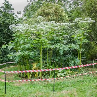 Giant plant