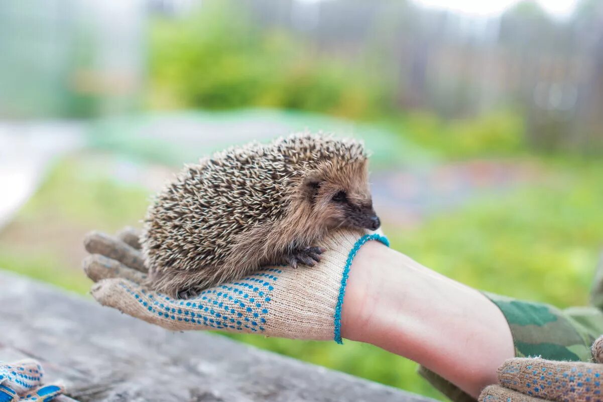 Ежик держись. Ёжик на руке у человека. Ежик в руках. Ежик на ладони. Вонючий ежик.