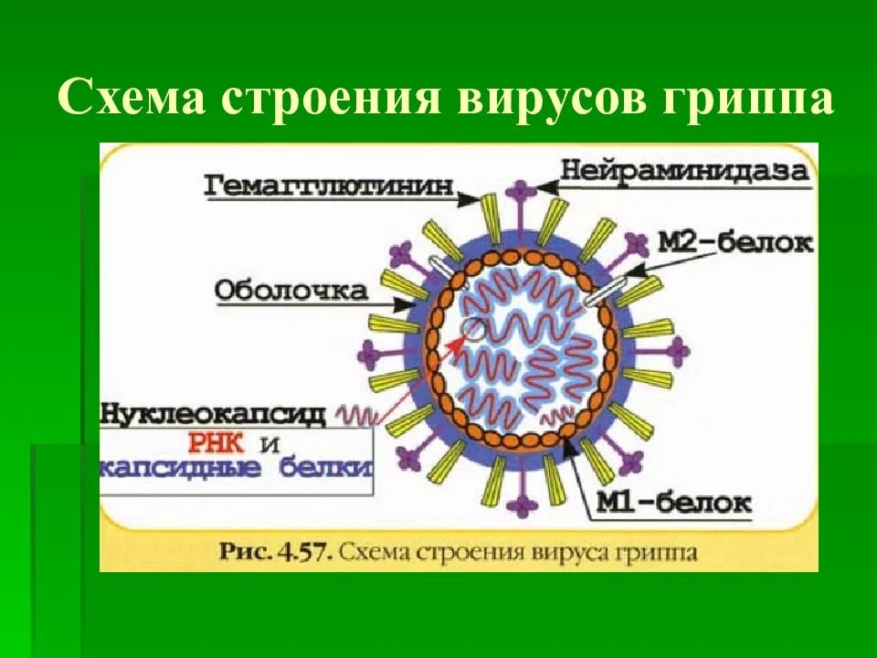 Структура вириона вируса гриппа. Схема строения вириона вируса гриппа. Морфология и строение вирусов. Структура вируса гриппа микробиология. Варианты вируса гриппа