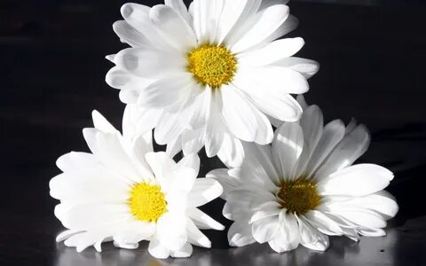Chamomile - Wallpaper for phone and desktop - 1589405 