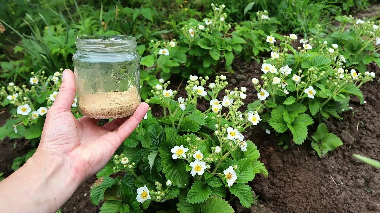 Подкормка клубники золой. Посыпать золой клубнику. Вредители клубники. Сад огород лайф. Зола для клубники.