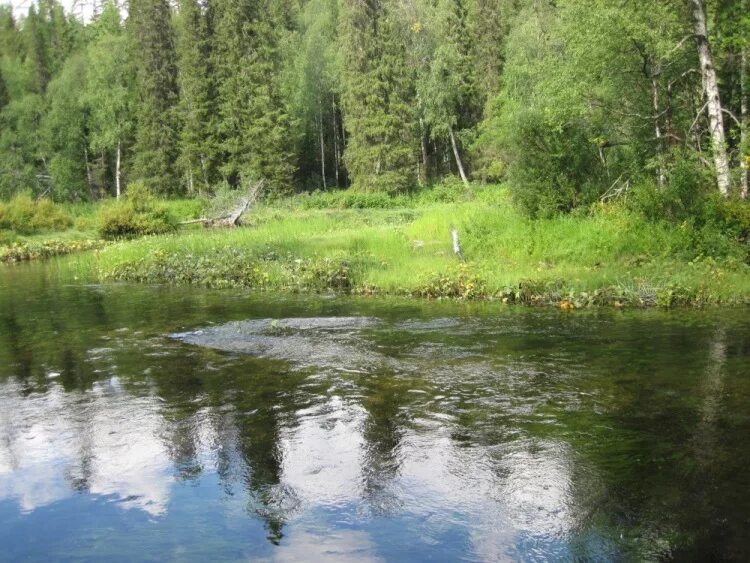 4 дня в тайге. Река Кепина Архангельская область.