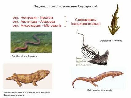 Истинные наземные позвоночные