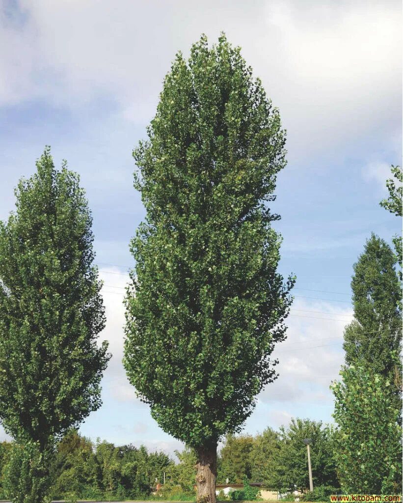 Южный тополь 5 букв. Тополь дерево. Тополь кипарисовидный. Тополь пирамидальный populus pyramidalis. Тополя в киргизии.