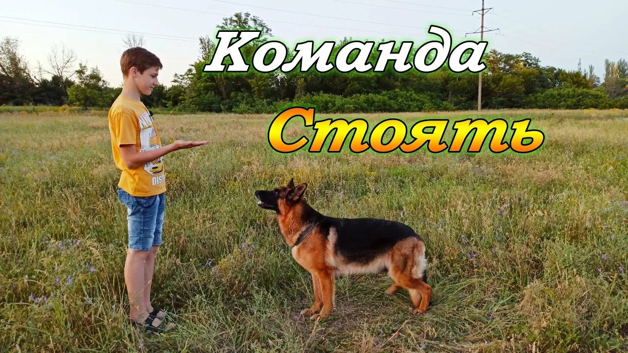 Как обучить команду сидеть