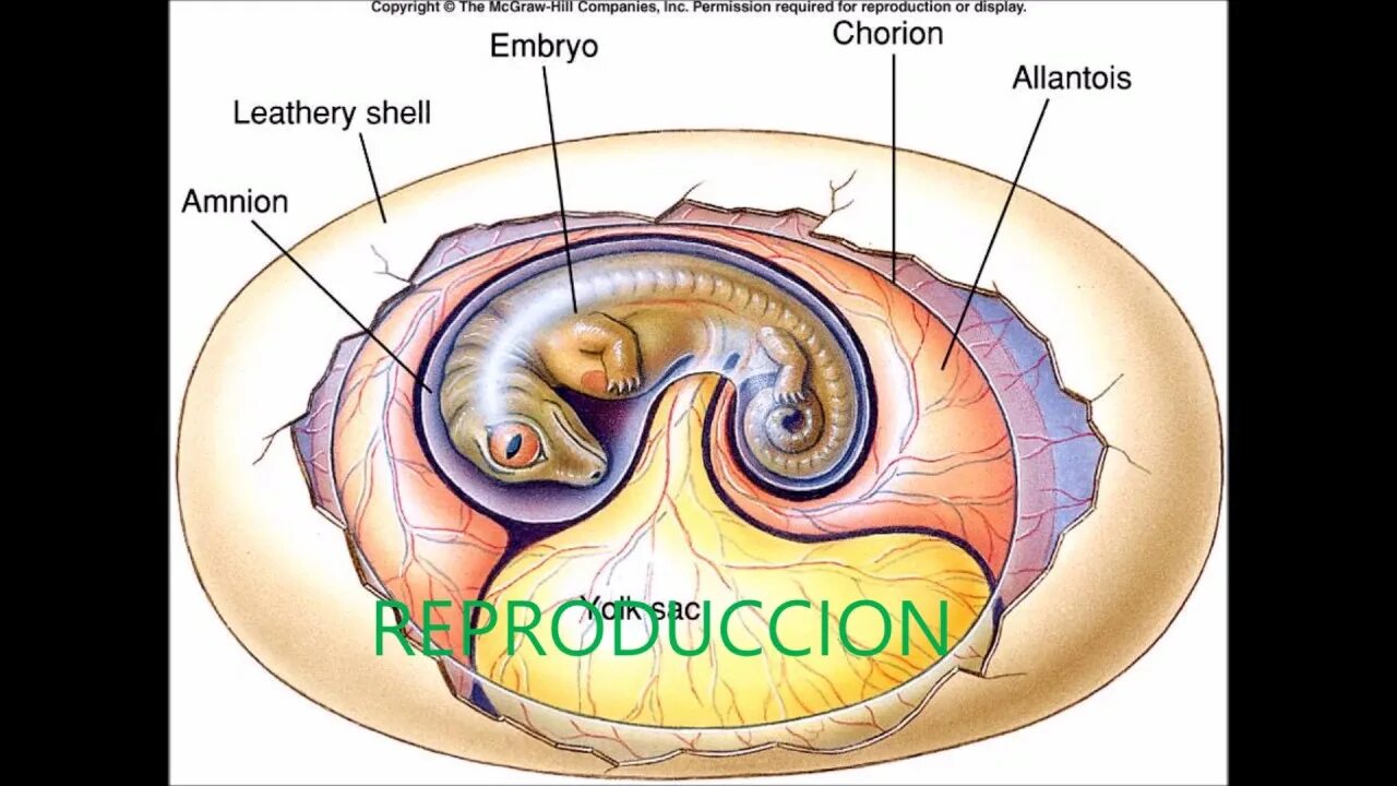 Яйцо ящерицы оболочка. Сероза аллантоис амнион. Амнион хорион аллантоис. Что такое аллантоис для зародыша. Зародышевые оболочки амниот.