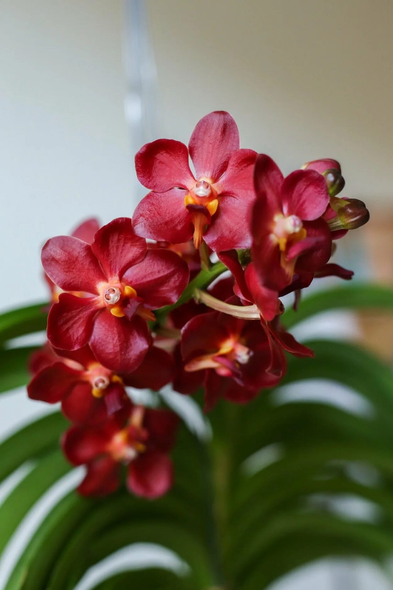 Cherry bomb орхидея фаленопсис. Орхидея черри бомб пелорик. I-hsin cherry bomb «es». Орхидея черри. Орхидея черри.