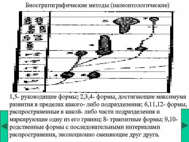 Палеонтологический метод определения. Биостратиграфические методы. биостратиграфическая шкала. биостратиграфический (палеонтологический) метод это. палеонтологические методы.