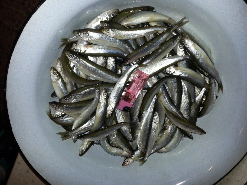 Корюшка речная. Корюшка огурцов. Корюшка огурцов. Корюшка рыба. Корюшка рыба беломорская.