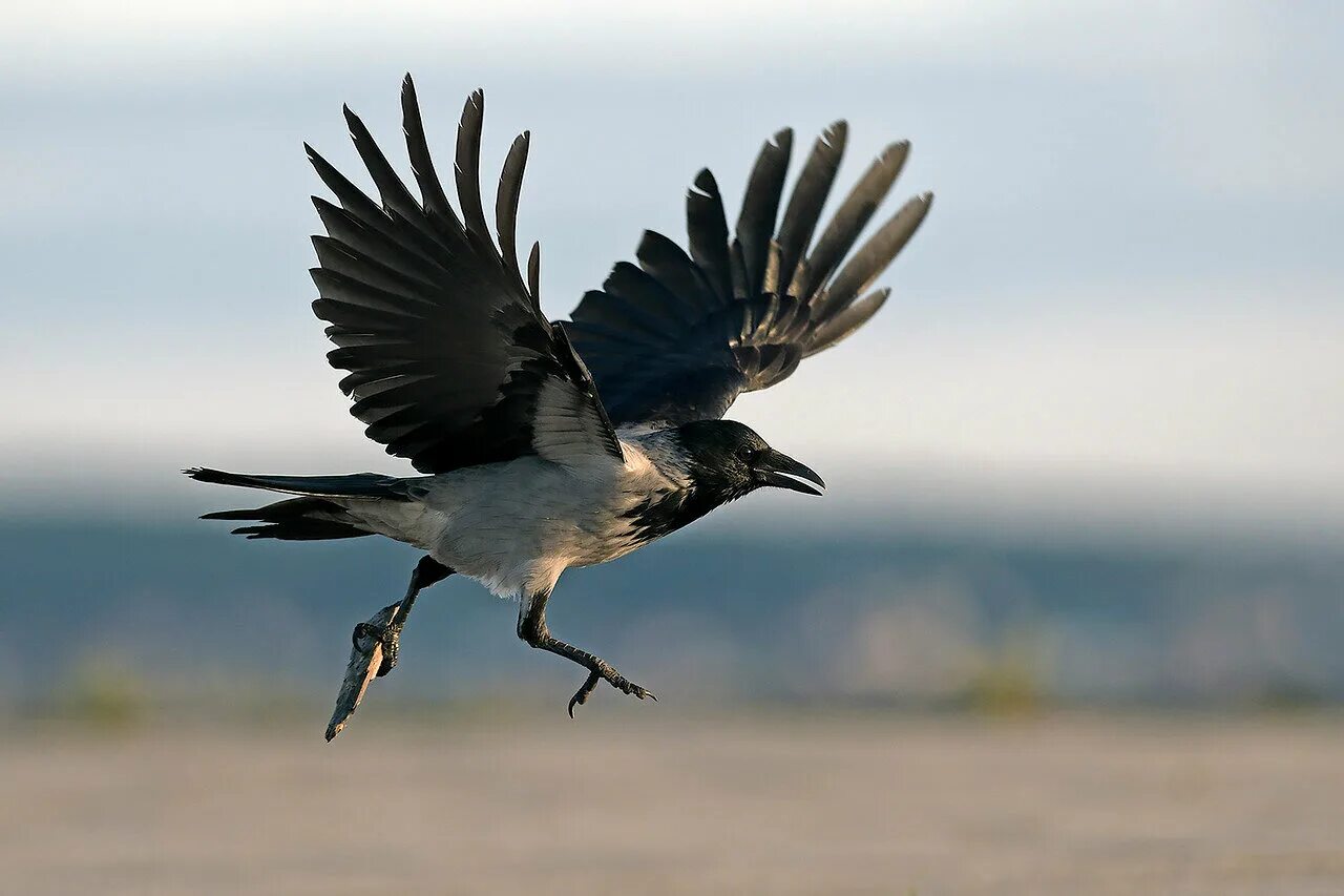 ворона. ворона летает. ворон взлетает. ворон на белом фоне. ворон в полете.