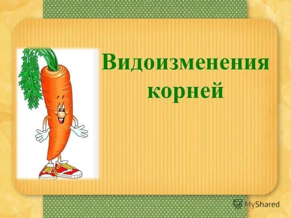 Корнеплод это видоизменение. Видоизменение главного корня.