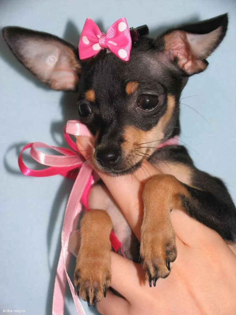 Щенки мини той терьера. Карликовый той терьер. Русский той терьер пятнистый. Мини той терьер краснодар. Королевский тойтерьер мини.