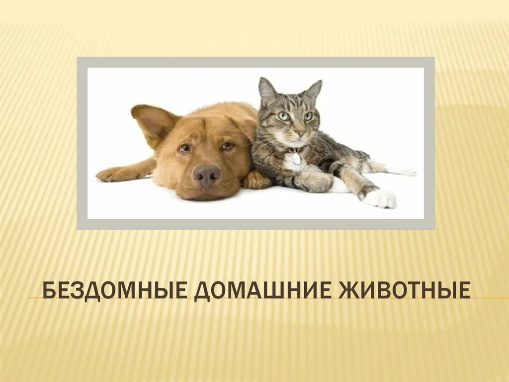 1 домашним животным была