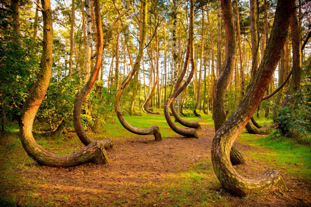 Кривой лес Грыфино Польша. Куршская коса Танцующий лес. Куршская коса Калининград Танцующий лес. Кривой лес (Crooked Forest) Польша. Interest in nature