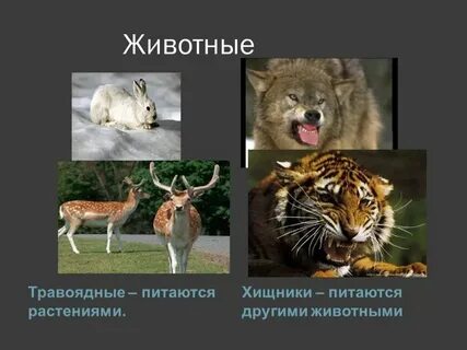 Бобер хищник или травоядное
