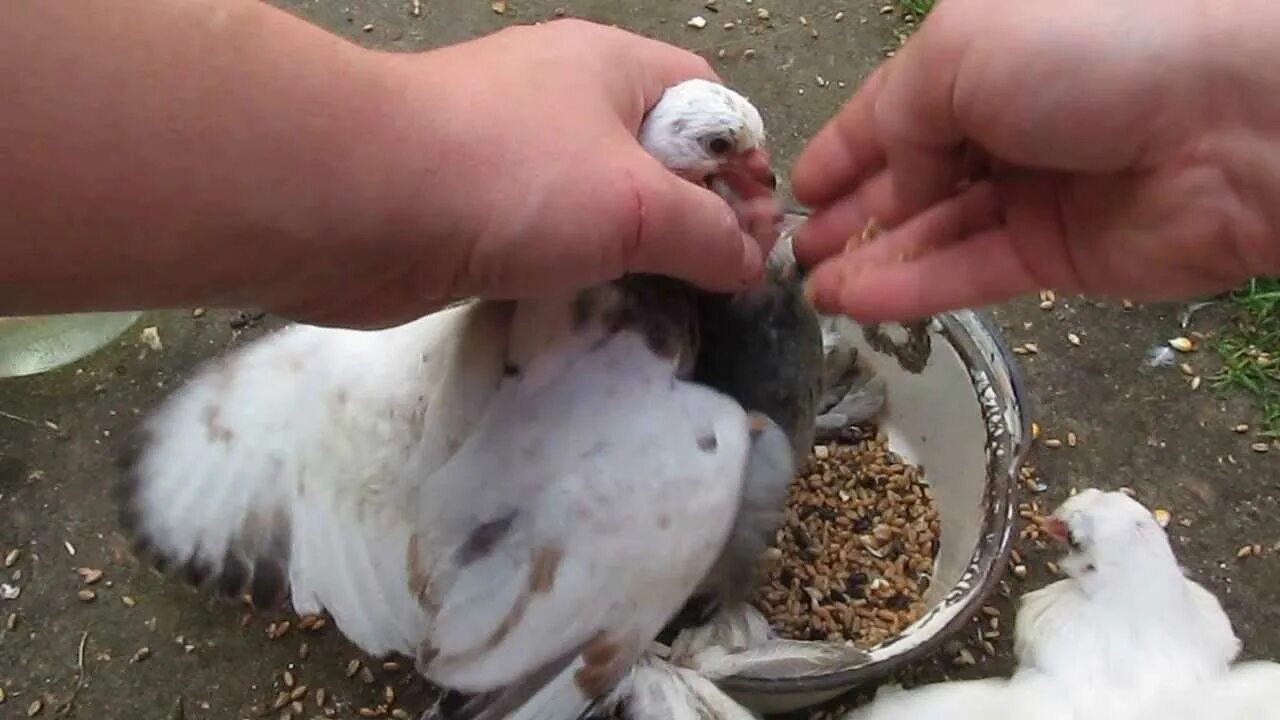 Когда голуби начинают