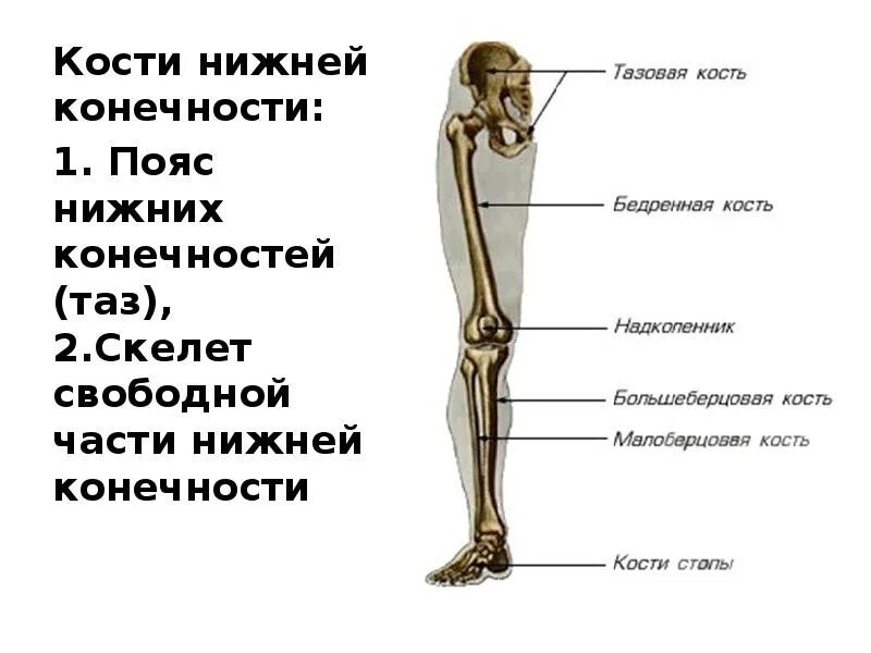 Нижние конечности бедро. Кости скелета нижней конечности. Кости нижних конечностей человека анатомия. Кость нижней конечности анатомия. Кости свободной нижней конечности анатомия.