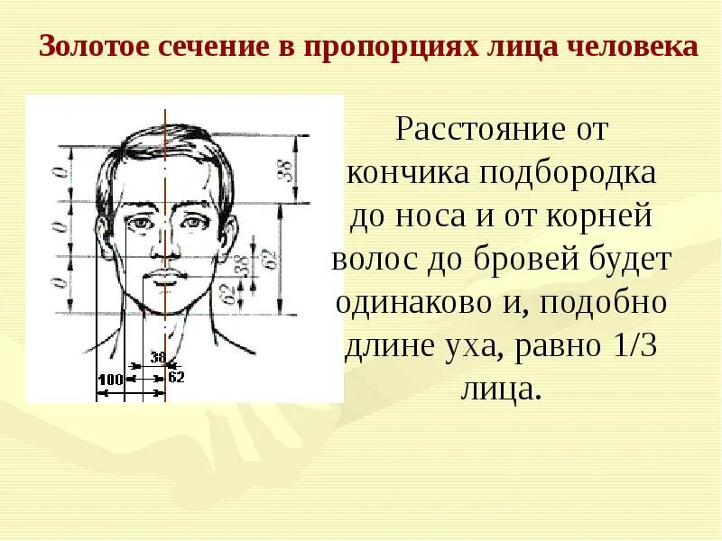 Норма лба. Леонардо золотое сечение пропорции лица. Золотое сечение Золотая пропорция. Пропорции лица. Правильные пропорции лица схема.