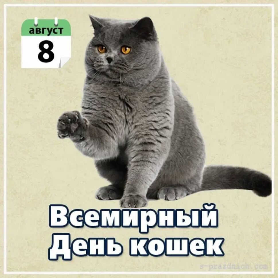 Всемирный день. Всемирный день кошек. День кота 8 августа. Всемирный день кошек открытки. День кошек информация
