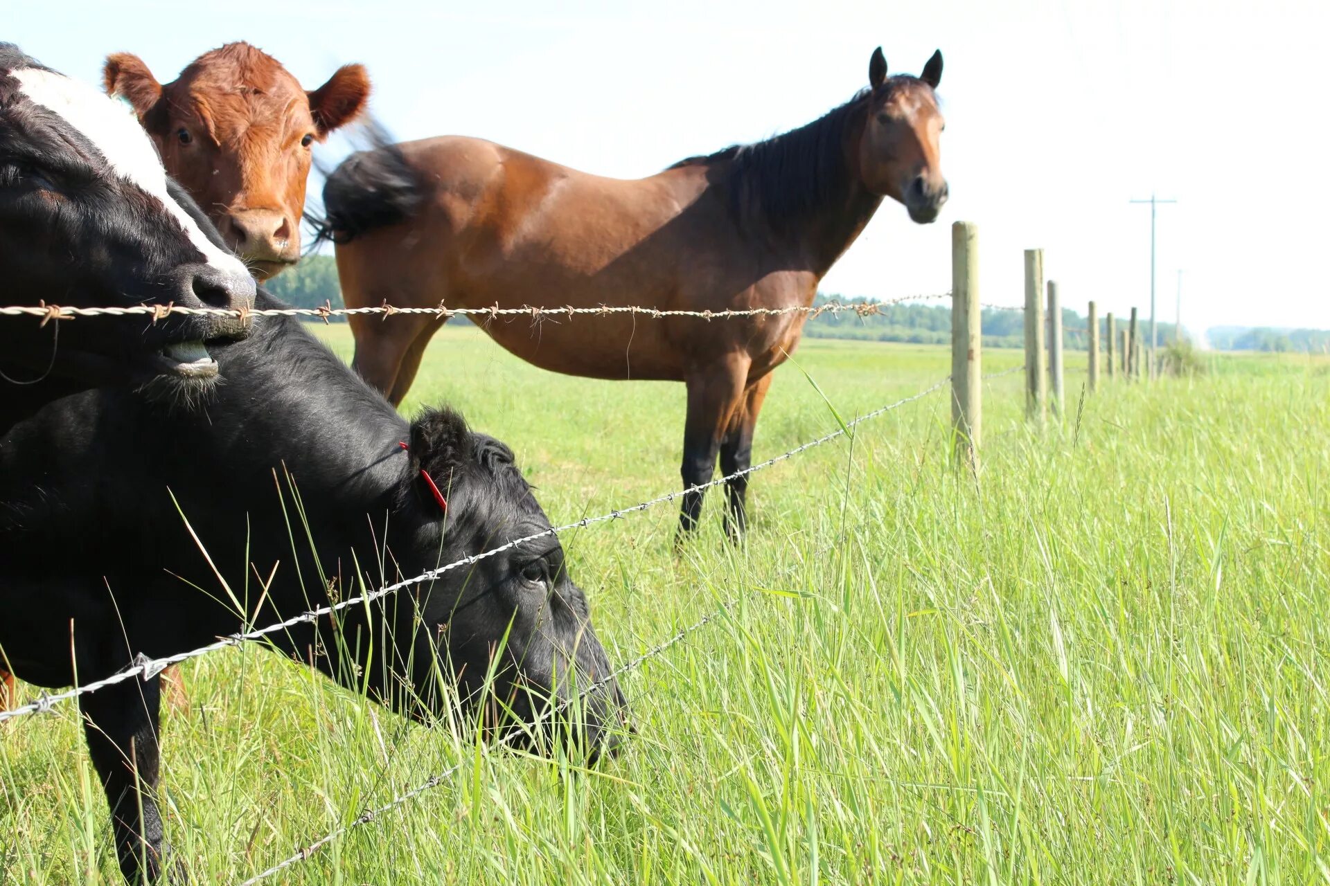 Корова и лошадь. Конь и корова. Лошадь коровы. Лошадь коровы. Корова овца лошадь.