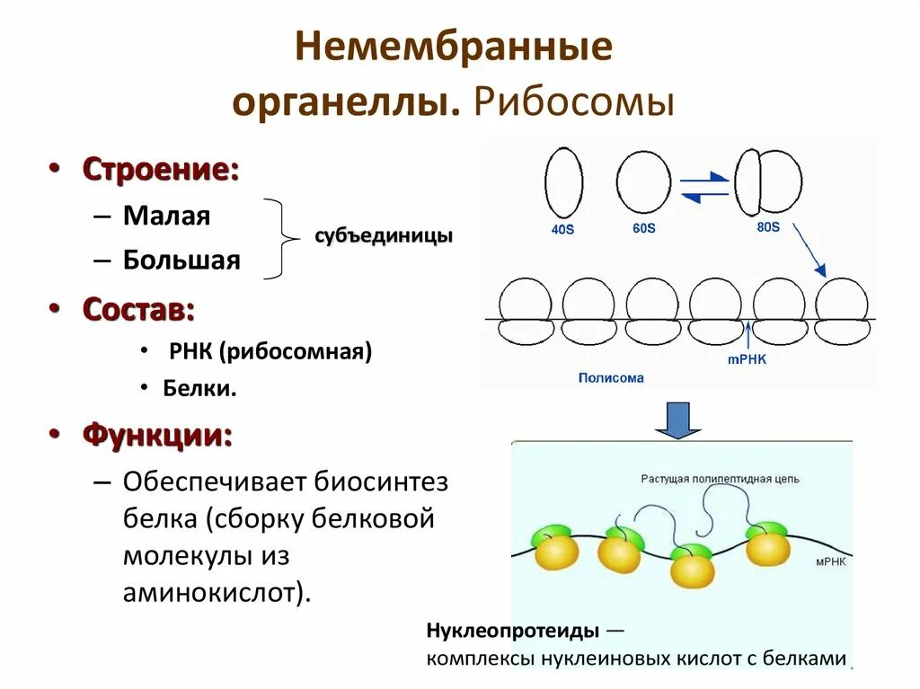 Строение и функции рибосом