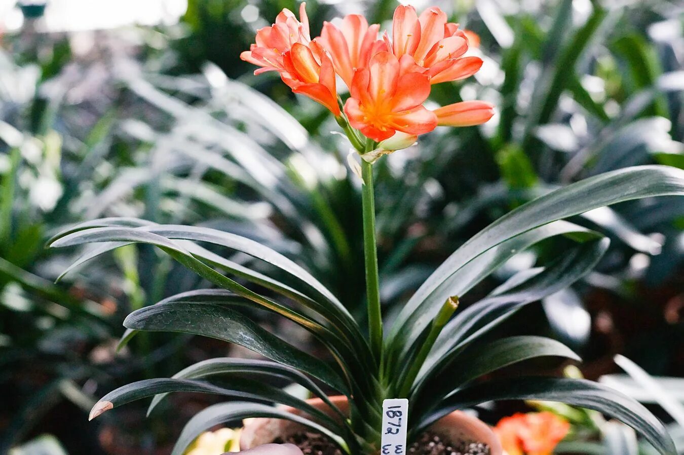 Кливия киноварная. Кливия Гардена. Кливия Clivia miniata ( 30). Кливия Clivia miniata (60см).