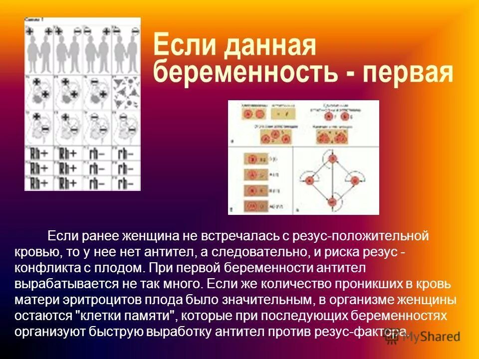 Анализ на резус конфликт. Антитела к резус-фактору при беременности.