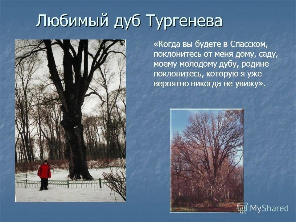 Дуб тургенева. Будете в Спасском поклонитесь. Поклонитесь дубу моему.