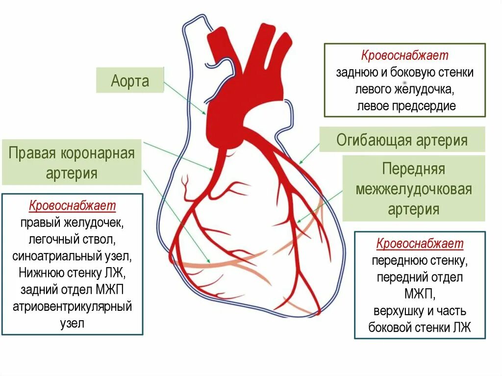 Коронарные артерии кровоснабжают. Огибающая ветвь левой коронарной артерии кровоснабжает. Левая коронарная артерия кровоснабжает. Анатомия левой коронарной артерии. Венечные артерии схема.