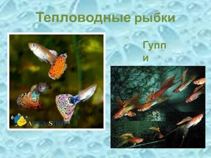 Какой род рыб относят к группе тепловодных