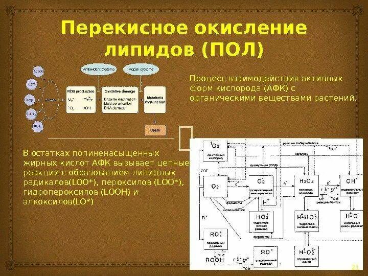 Ферменты пол. Конечные продукты окисления липидов. Схема перекисного окисления липидов биохимия. Пол перекисное окисление липидов биохимия это. Схема реакций перекисного окисления липидов патофизиология.