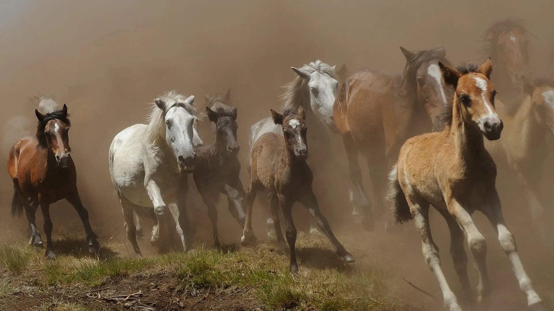 Табун диких лошадей в прерии 50 плюс. Много лошадей. Табун лошадей. Табун это. Табун лошадей.