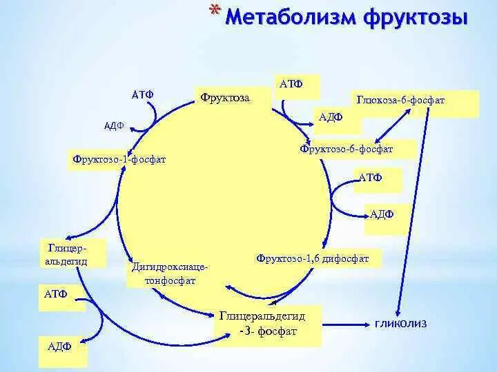 Фруктозо 6 фосфат АТФ. Фруктозо 6 фосфат метаболизм. Фруктоза АТФ фруктозо-6-фосфат АДФ. Метаболизм фруктозы АТФ. Фруктоза и печень