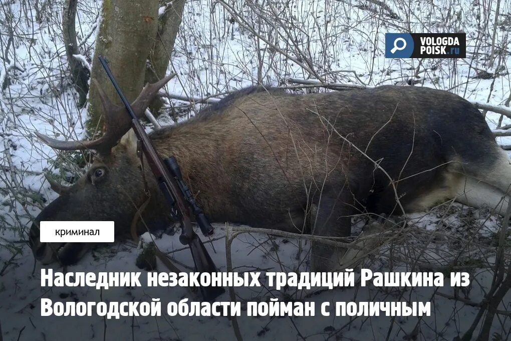 Лосиха. Задушили беременную лосиху. Самка лося. Незаконный наследник стать собой читать полностью