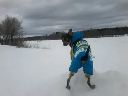Собака пашу