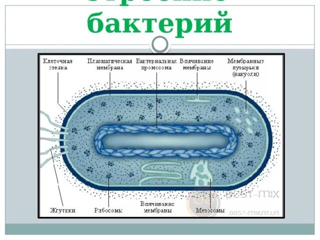 Клетка бактерии клеточная мембрана. Рис. 2.2. Строение бактериальной клетки. Схема строения бактериальной клетки 6-11. Строение бактериальной клетки 10 класс. Названия структур бактериальной клетки.