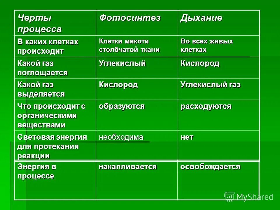 В каких клетках происходит кислород. В каких клетках происходит дыхание. фотосинтезе поглощается. в каких клетках происходит фотосинтез. черты процесса фотосинтез.