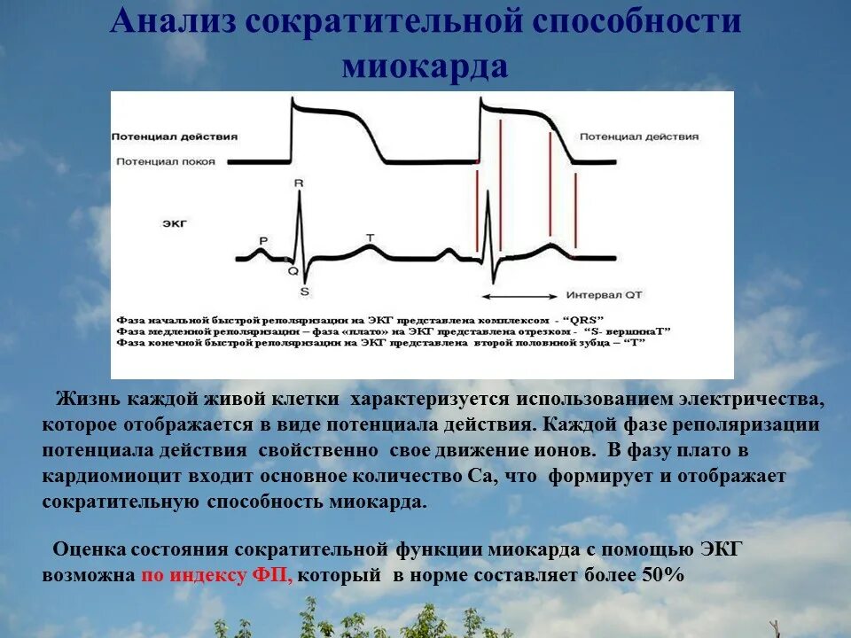 Фазы потенциала действия клетки миокарда. Сегмент PQ на ЭКГ соответствует фазе потенциала действия. Потенциал действия миокарда. ЭКГ И потенциал действия.