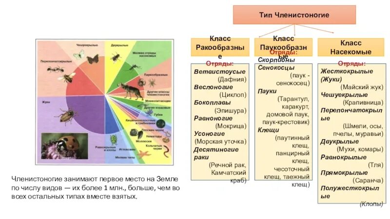 Характеристика класса членистоногие. Общая характеристика членистоногих схема. тип членистоногие классы. тип членистоногие 7 класс биология. классы членистоногих характеристика.
