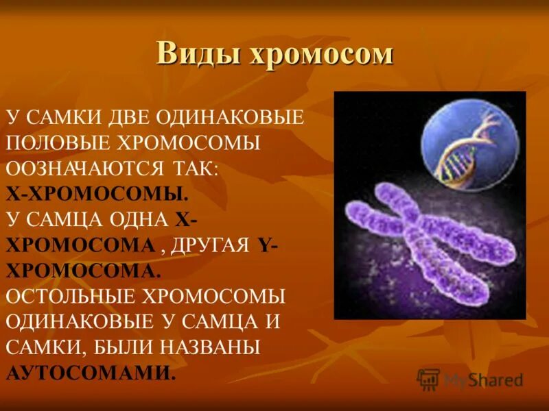 сформулируйте правильный ответ одинаковые хромосомы