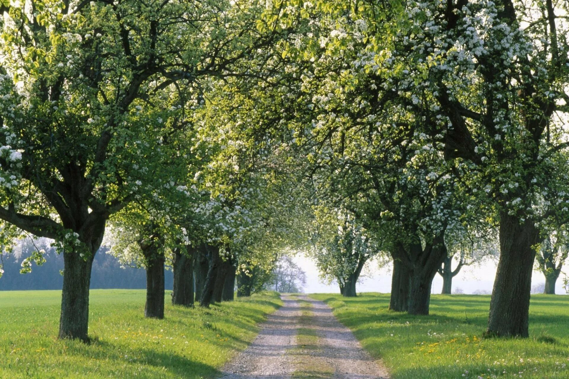 Background park