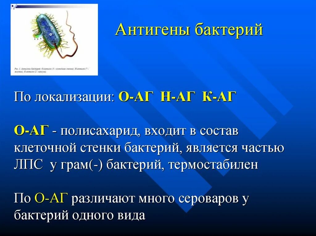 Антигенные свойства бактерий. Антигены бактерий. Соматический антиген бактерий. Антигенная структура бактерий. Антигенное строение бактерий.