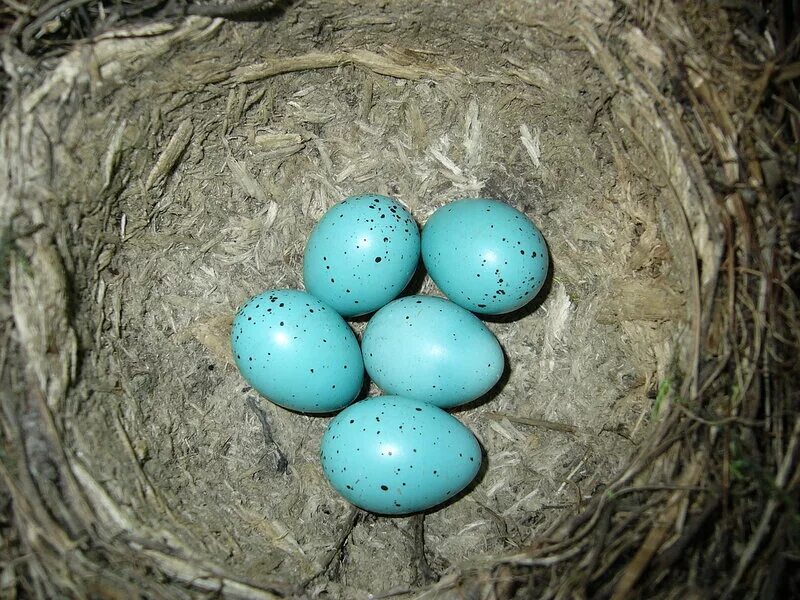 Какого цвета яйца птиц. Голубые яйца дрозда. Яйца певчего дрозда. Яйца птиц голубые в крапинку. Голубые яйца куриные.