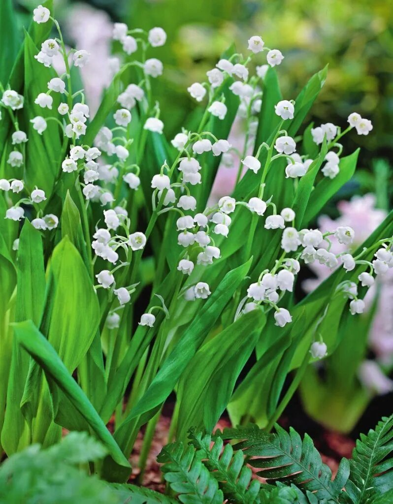 Ландышевое поле. Ландыши первые в мае цветы. Фрея ландыши. Ландыш. Ландыш грандифлора.