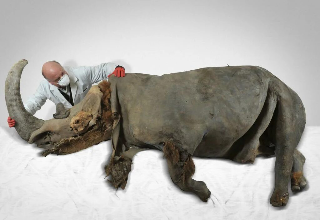 Шерстистый носорог Мумия Сибирь. Шерстистый носорог ледникового периода. Шерстистый мамонт (Woolly Mammoth). Шерстистый носорог Якутия.