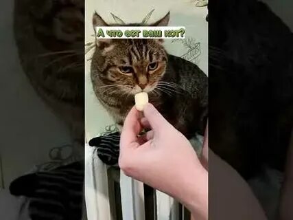 Почему кот вкусно пахнет