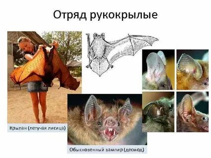 Отряды рукокрылые млекопитающие